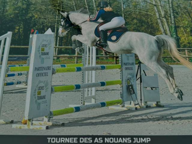 Mare Welsh Part Bred For sale 2015 Grey