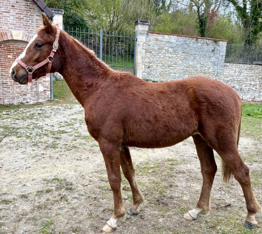 Gelding Connemara For sale 2025 Chesnut