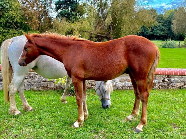 Gelding Connemara For sale 2025 Chesnut