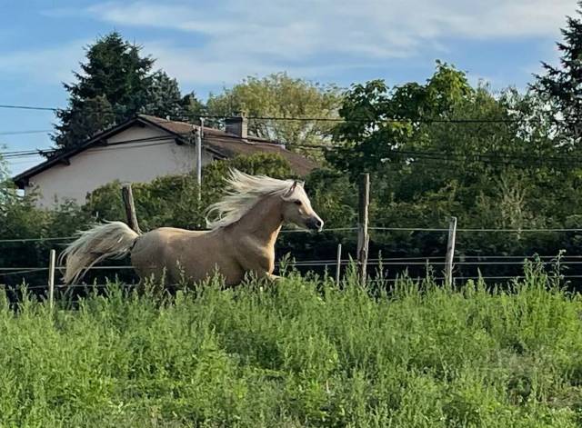 Stallion Welsh Pony (Section B) For sale 2021 Palomino