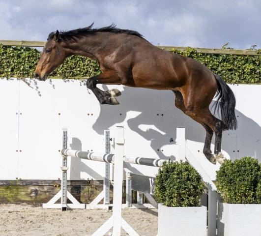 Entire BWP Belgian Warmblood For sale 2024 Bay