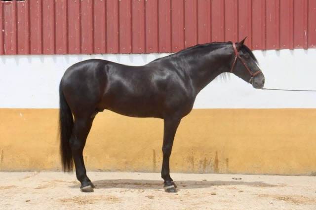 Don Honoroso lll - PRE Pure Spanish Bred 2017 by Vi&ntilde;as pirata