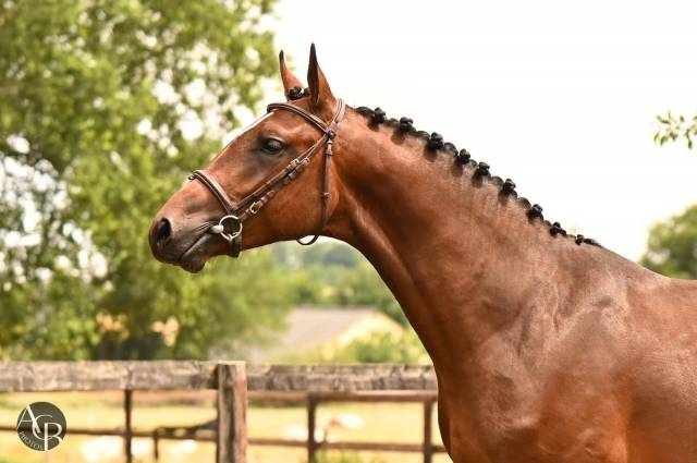 Gelding French Saddle Pony For sale 2023 Bay