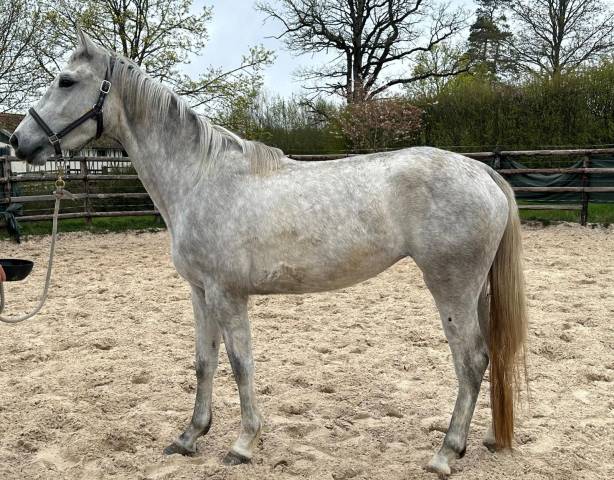 Mare Zangersheide For sale 2023 Grey