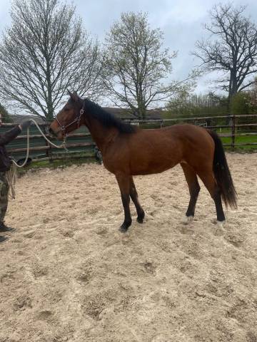 Mare Zangersheide For sale 2024 Bay