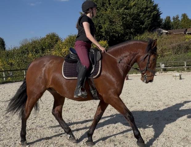 Gelding PRE Pure Spanish Bred For sale 2021 Bay