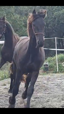 Entire Friesian For sale 2025 Black