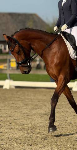Gelding KWPN Dutch Warmblood For sale 2021 Brown
