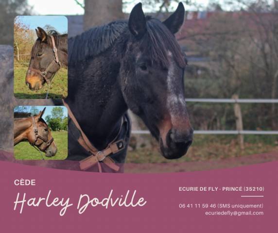 Mare French Trotter For sale 2017 Black