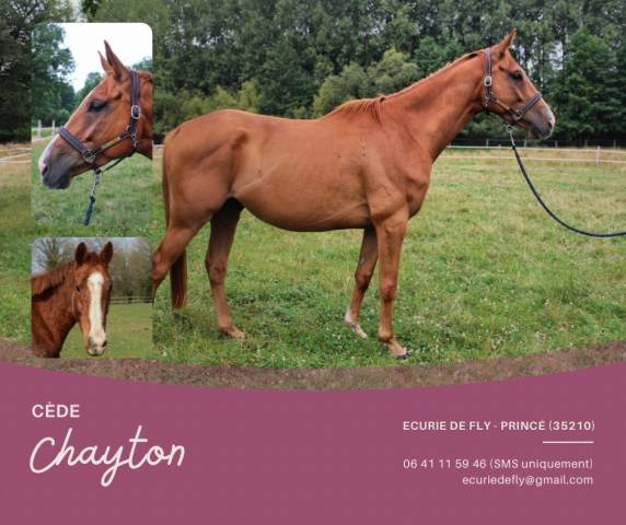 Gelding English Thoroughbred For sale 2020 Chesnut