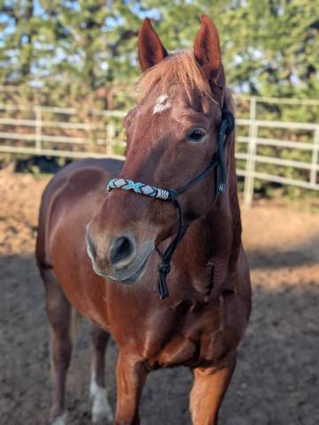 Gelding Origin Recorded For sale 2020 Chesnut