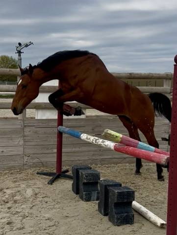 Gelding Thoroughbred For sale 2021 Bay