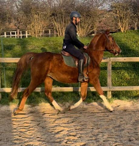 Gelding Selle Fran&ccedil;ais For sale 2021 Chesnut