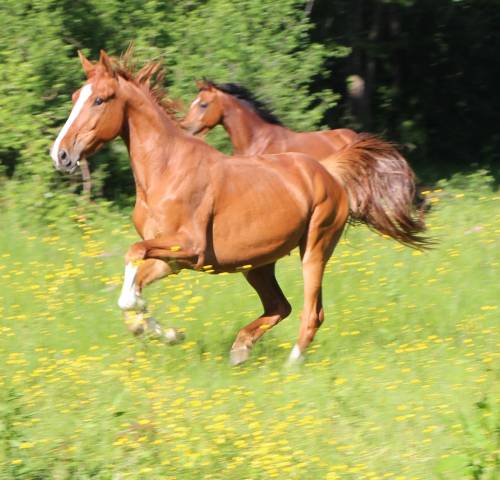 Gelding Selle Fran&ccedil;ais For sale 2021 Chesnut