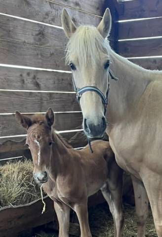 Filly Selle Fran&ccedil;ais For sale 2026 Chesnut