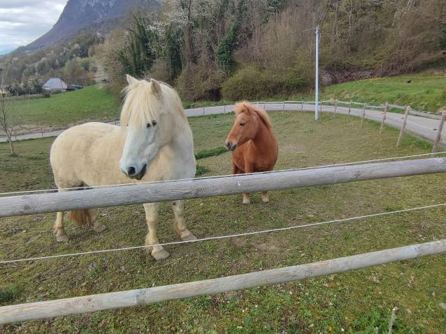 Mare Origin Recorded For sale 2004 Bay