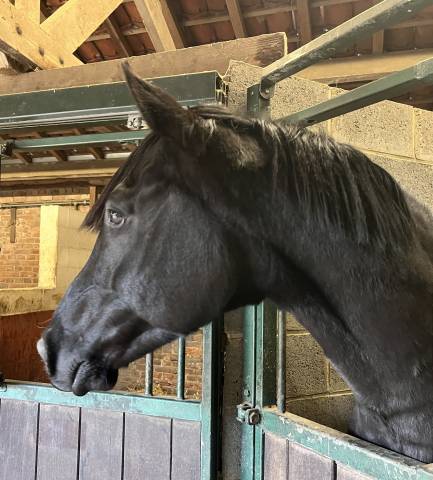 Gelding Arabian Half Blood For sale 2015 Black