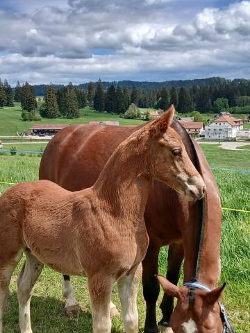 Colt Franche-Montagne For sale 2026 Chesnut