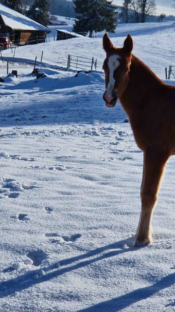 Filly Franche-Montagne For sale 2026 Chesnut