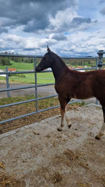 Filly Franche-Montagne For sale 2026 Chesnut