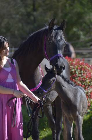 Filly Arabian Thoroughbred For sale 2026 Black