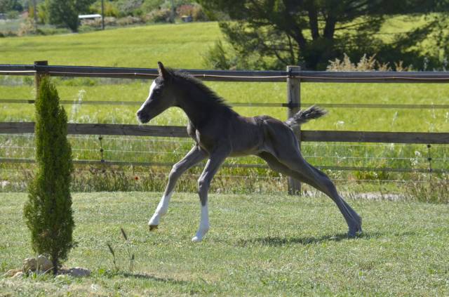 Colt Arabian Half Blood For sale 2026 Black