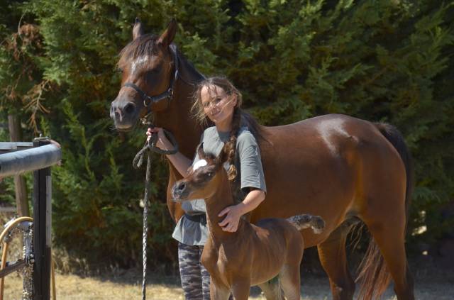 Colt Arabian Thoroughbred For sale 2026 Bay
