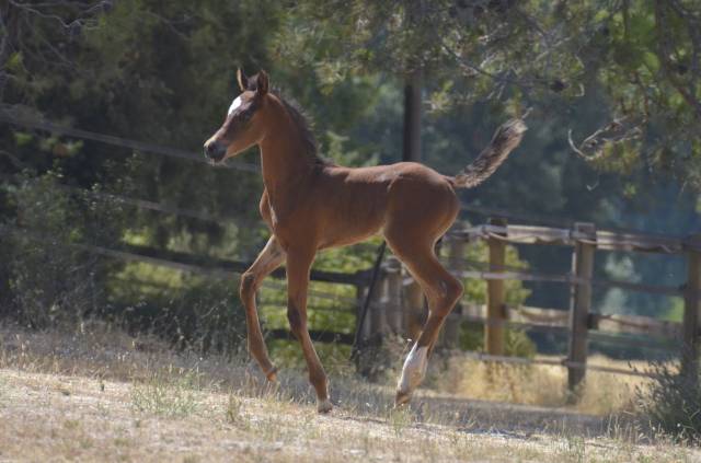 Colt Arabian Thoroughbred For sale 2026 Bay