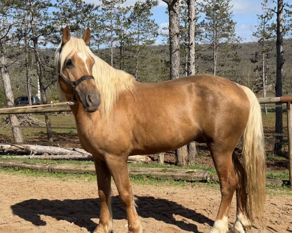 Entire Barb Arabian For sale 2017 Palomino