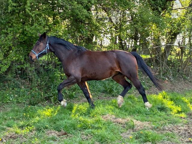 Mare Selle Fran&ccedil;ais For sale 2016 Dark Bay