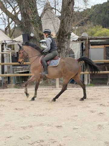 Gelding Selle Fran&ccedil;ais For sale 2018 Bay