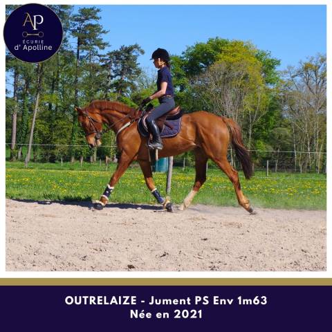 Mare Thoroughbred For sale 2021 Chesnut