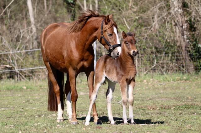 Colt French Saddle Pony For sale 2026 Dark Bay