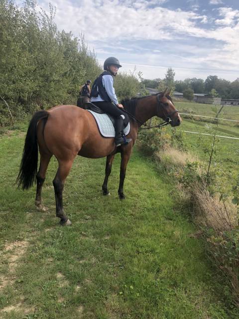 Mare French Trotter For sale 2019 Bay