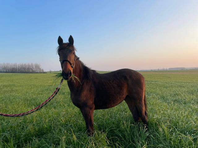 Colt BWP Belgian Warmblood For sale 2024 Bay
