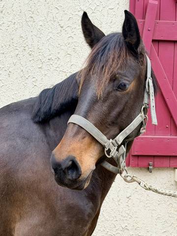 Mare No Origin Recorded For sale 2022 Bay