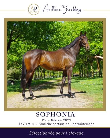 Broodmare Thoroughbred For sale 2023 Bay