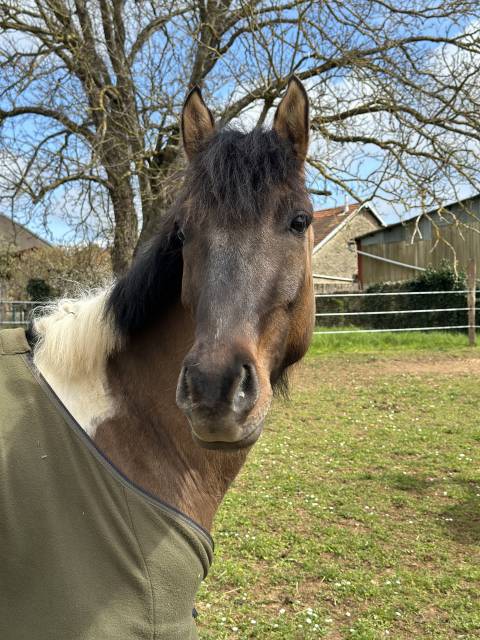 Gelding Welsh Part Bred For sale 2023 Coloured