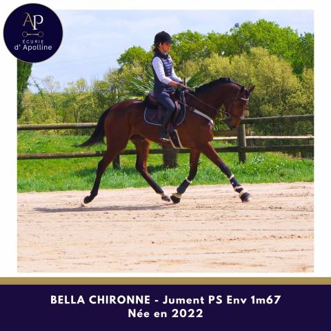 Mare Thoroughbred For sale 2022 Bay