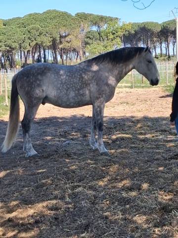 Gelding Lusitano For sale 2015 Grey