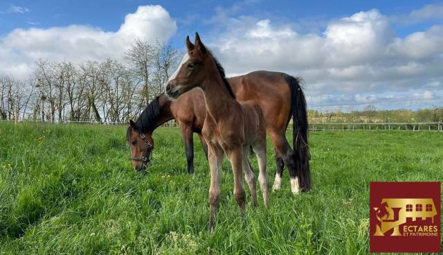 Livery yard  Is&egrave;re