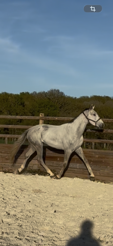 Gelding Irish Sport Horse For sale 2022 Grey