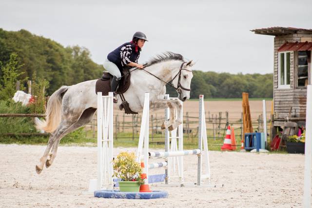 Gelding Irish Sport Horse For sale 2022 Grey