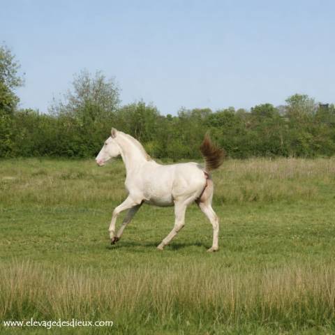 Filly Creme For sale 2025 Cream