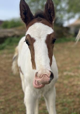 Colt Selle Fran&ccedil;ais For sale 2026 Coloured