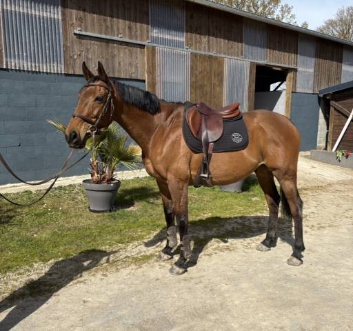 Gelding Thoroughbred For sale 2016 Bay