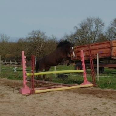 Mare Connemara For sale 2021 Bay