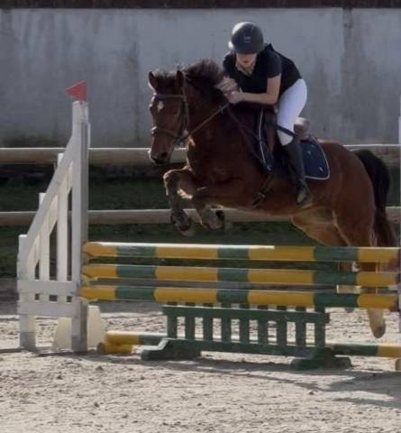 Gelding French Saddle Pony For sale 2018 Bay