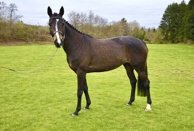 Mare Zangersheide For sale 2020 Bay