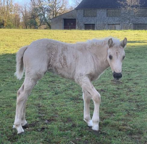 Filly Connemara For sale 2026 Cream